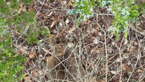10-point buck bedded in brush, photographed by a thermal drone